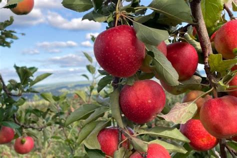 hublot orchard|TOP 10 BEST Apple Picking Orchard in Fremont, CA .